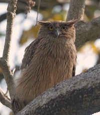 Brown Fish Owl at Corbett National Park