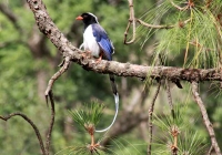 Corbett National Park