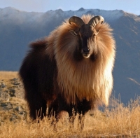 Himalayan Thar