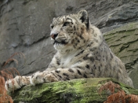 Snow Leopard