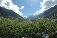 Valley of Flowers 