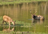 Kanha National Park 