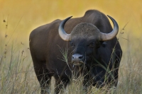 The Gaur at Kanha National Park 