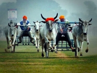 Kila Raipur Sport Festival