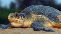 olive ridley turtle