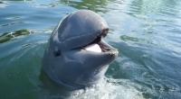 irrawadyy dolphin