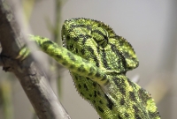chameleon
