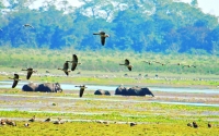 Kaziranga National Park