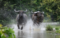 Buffaloes