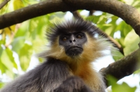 Caped Langur at Manas National Park