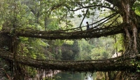The Living Bridge