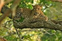 Bandipur National Park 