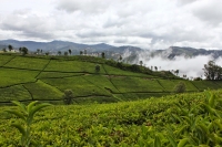 Tea Plantations, Coonoor