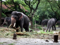 Punnathur Kotta Elephant Sanctuary