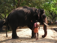 Punnathur Kotta Elephant Sanctuary