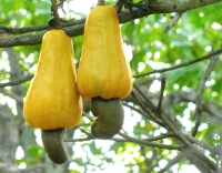 Cashew Cultivation, Kollam