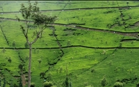 Kotagiri Tea Plantations