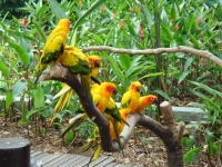 Kumarakom Bird Sanctuary