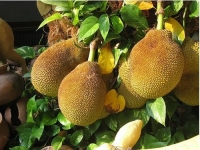 Jackfruit