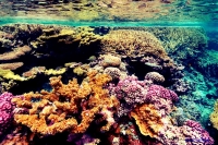 Lakshadweep coral reefs