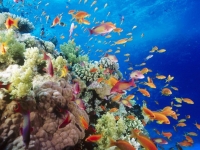 Lakshadweep coral reefs