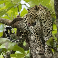Indian Leopard