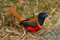 Malabar Trogon