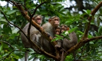 Bonnet Macaque