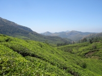 Munnar Tea Plantations