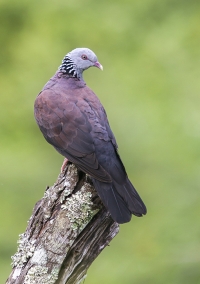 Nilgiri Wood Pigeon