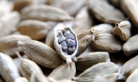 Cardamom