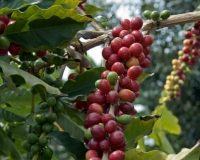 Coffee plantations