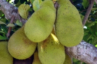 Jack Fruits