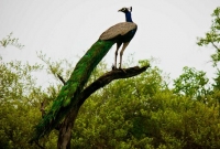 Keoladeo National Park 