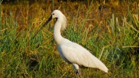 Keoladeo National Park 