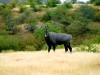 Nilgais at Ranthabore National Park