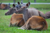 Sambar Deer