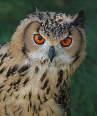Indian Eagle Owl