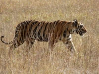 Bengal Tiger