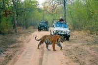 Ranthambore National Park