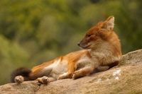 Dhole