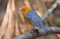 Orange Headed Thrush