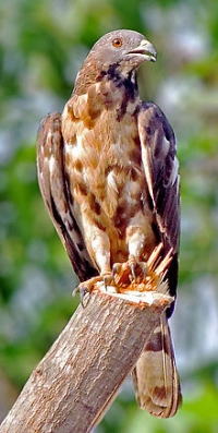 Crested Honey Buzzard