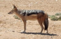 Jackal