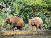 Elephants