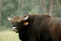 Gaur at Palamau Tiger Reserve