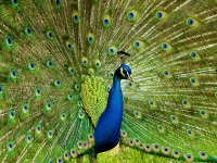 peafowl at Palamau Tiger Reserve