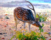Sambar Deer at Palamau Tiger Reserve