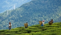 Temi Tea Garden