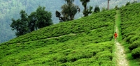 Tea Plantations